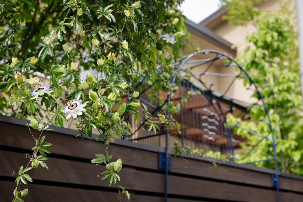 gardenlife-s79-01-2