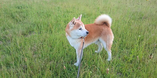 pet10kai-11-2