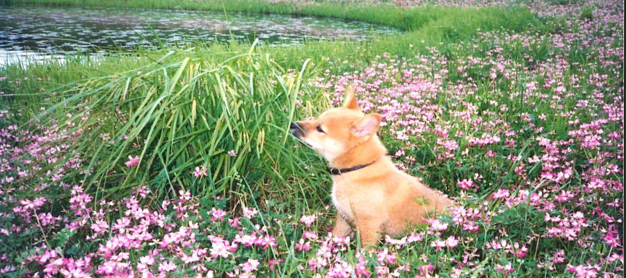 petnew-ari04