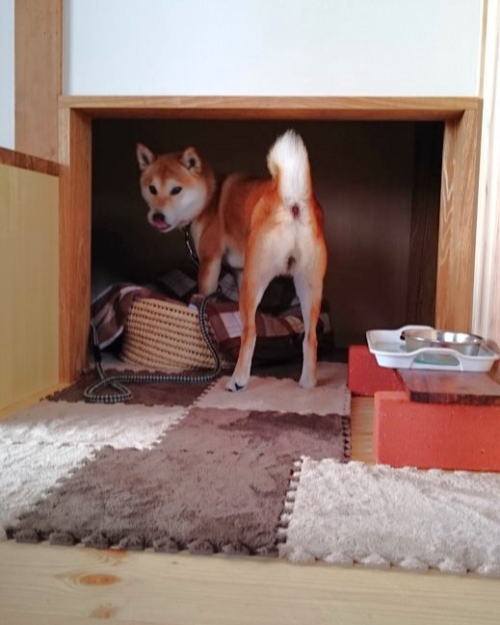 petnew-kohachi05
