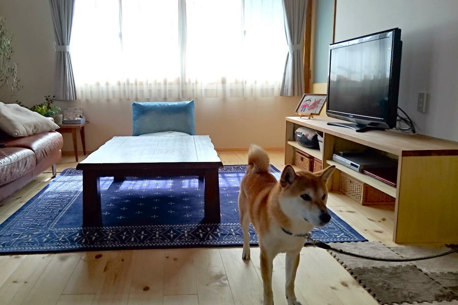 petnew-kohachi11