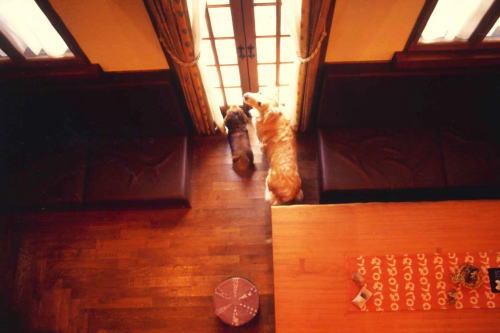 petnew-sora01