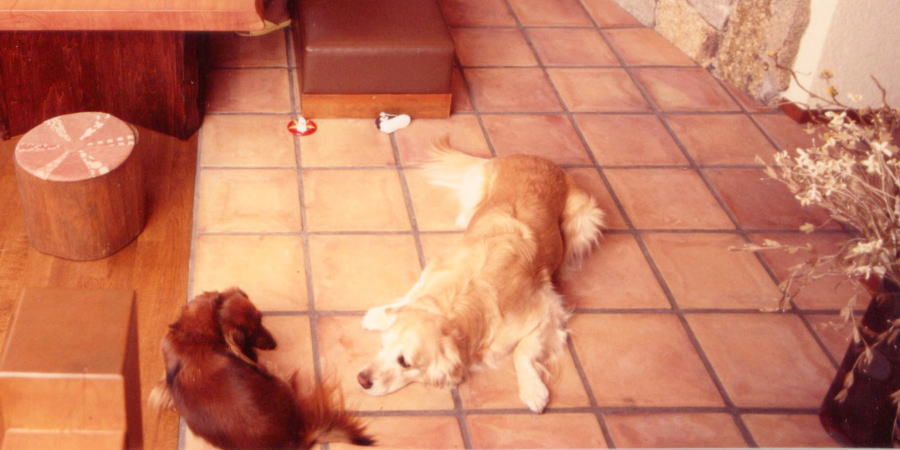 petnew-sora04