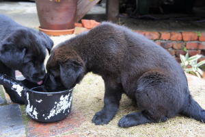 petnew-top-choko