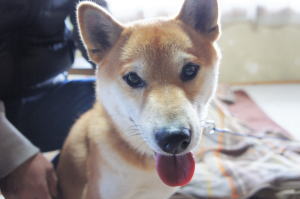 petnew-top-kohachi