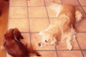 petnew-top-sora